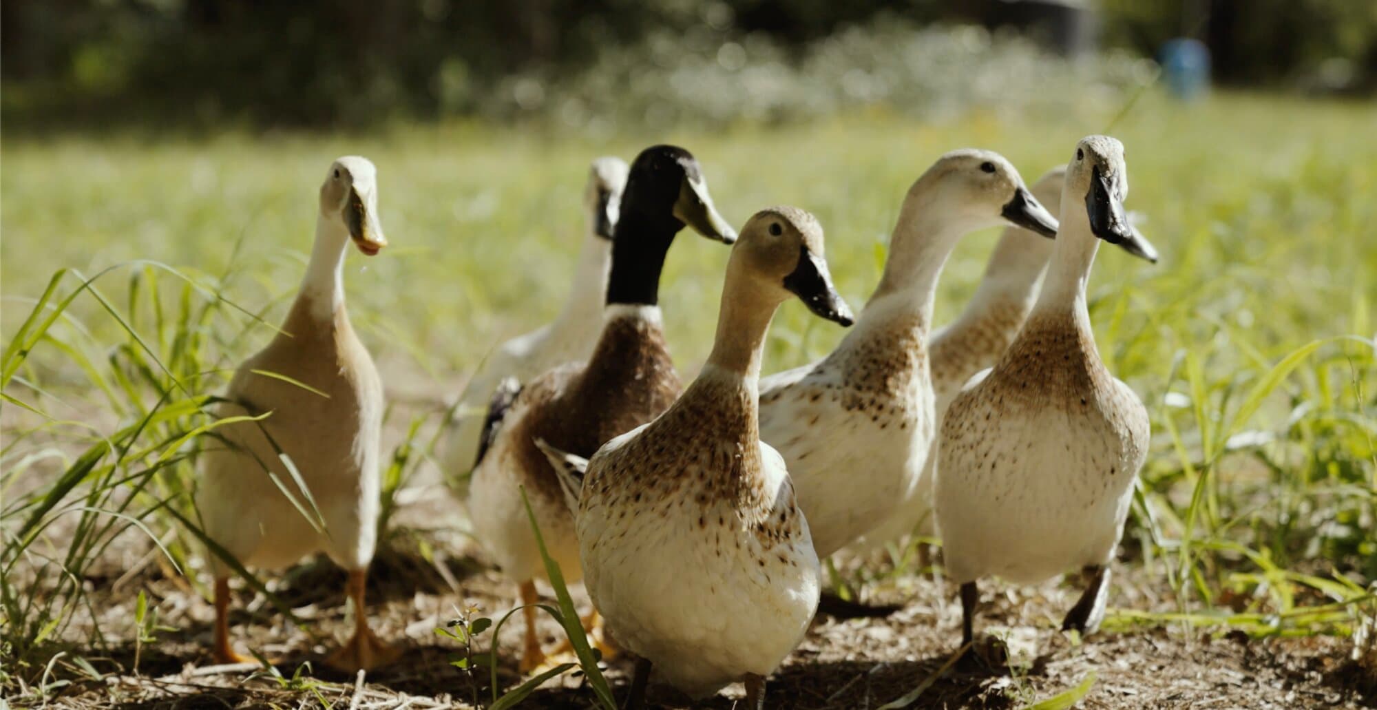 The farm ducks walking through the grass