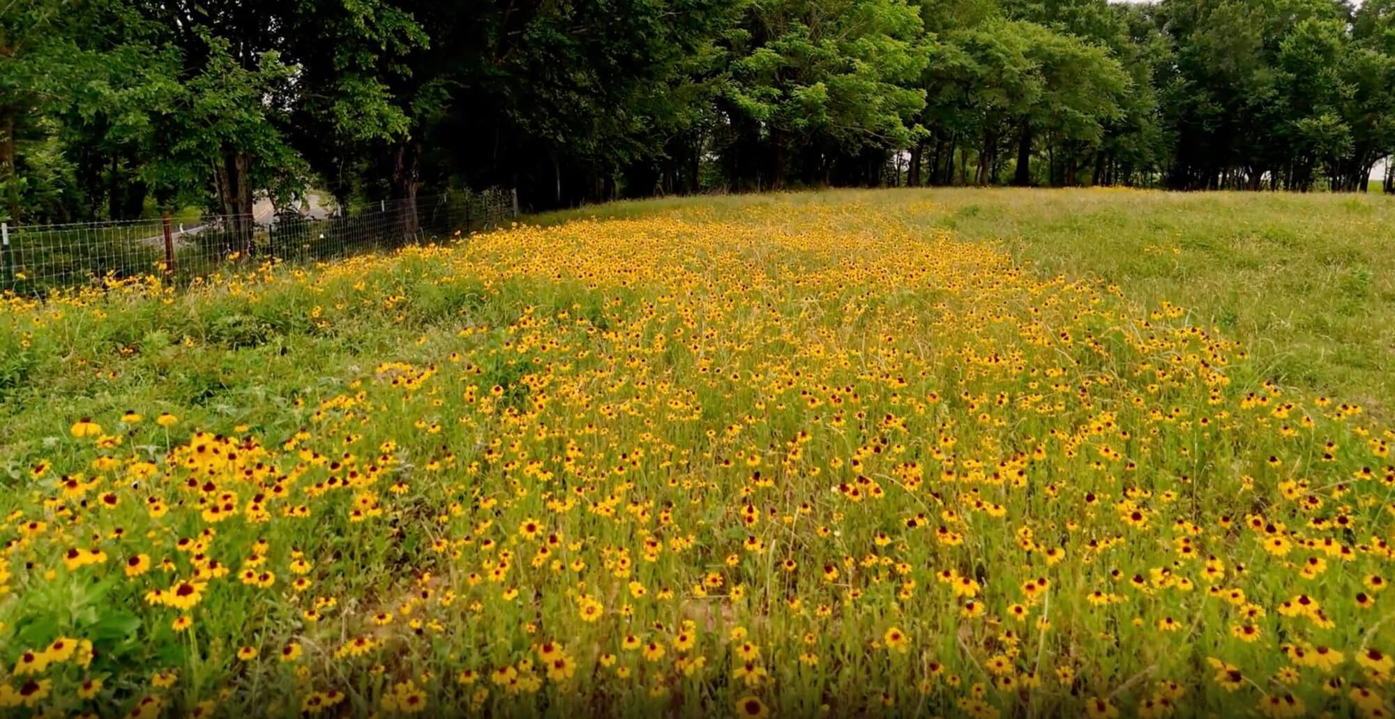 A field of yellow wildflowers at the edge of the woods