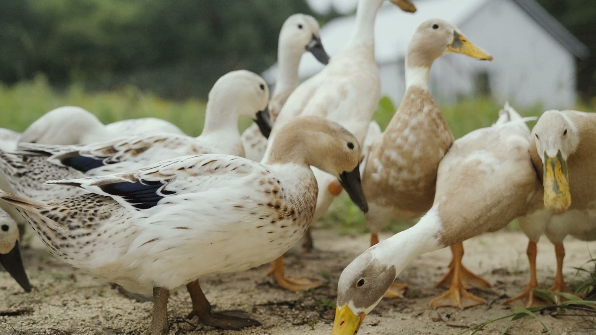 A group of ducks crowding together in the grass