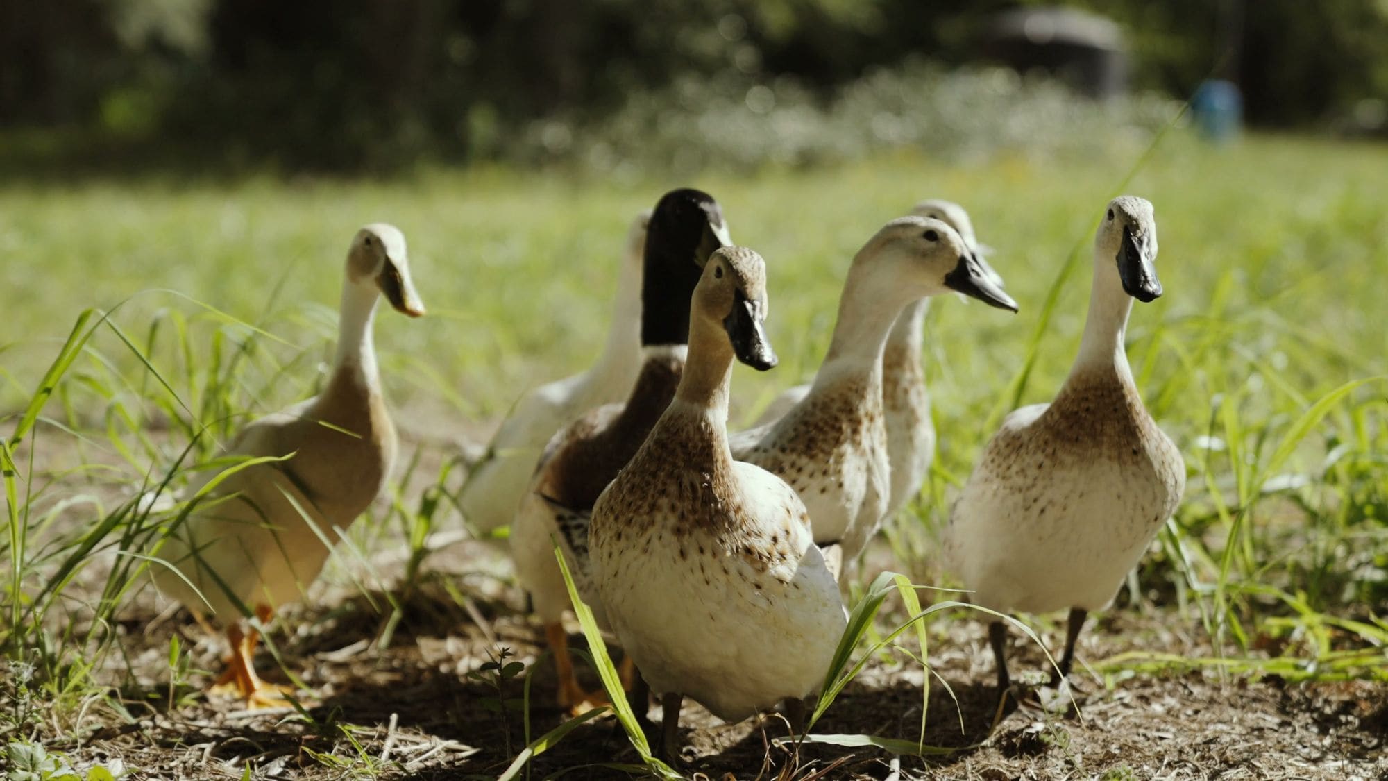 Ducks walking together across the farm