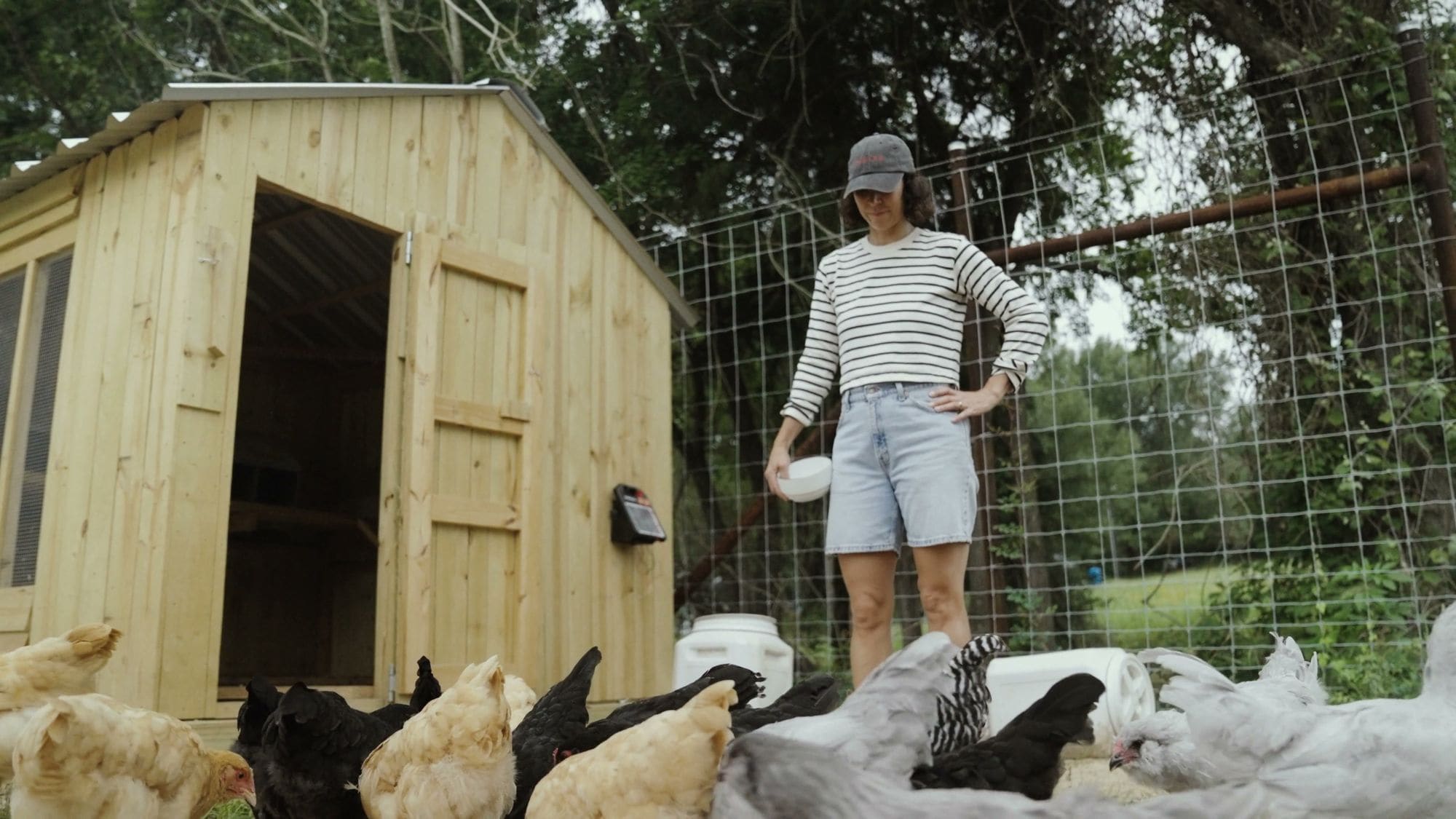 Feeding the hens and ducks at the coop