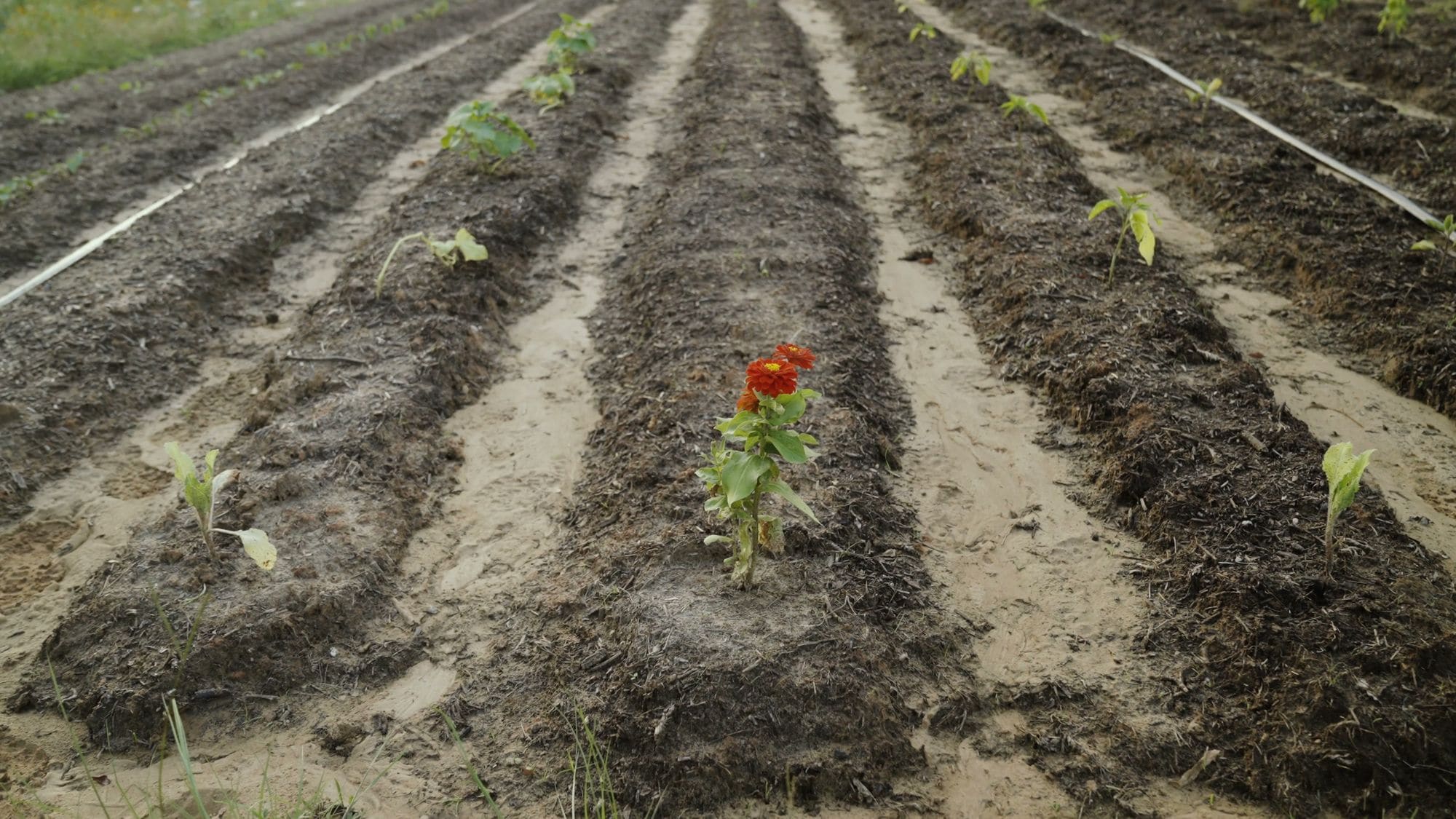 Freshly planted garden rows with drip irrigation lines
