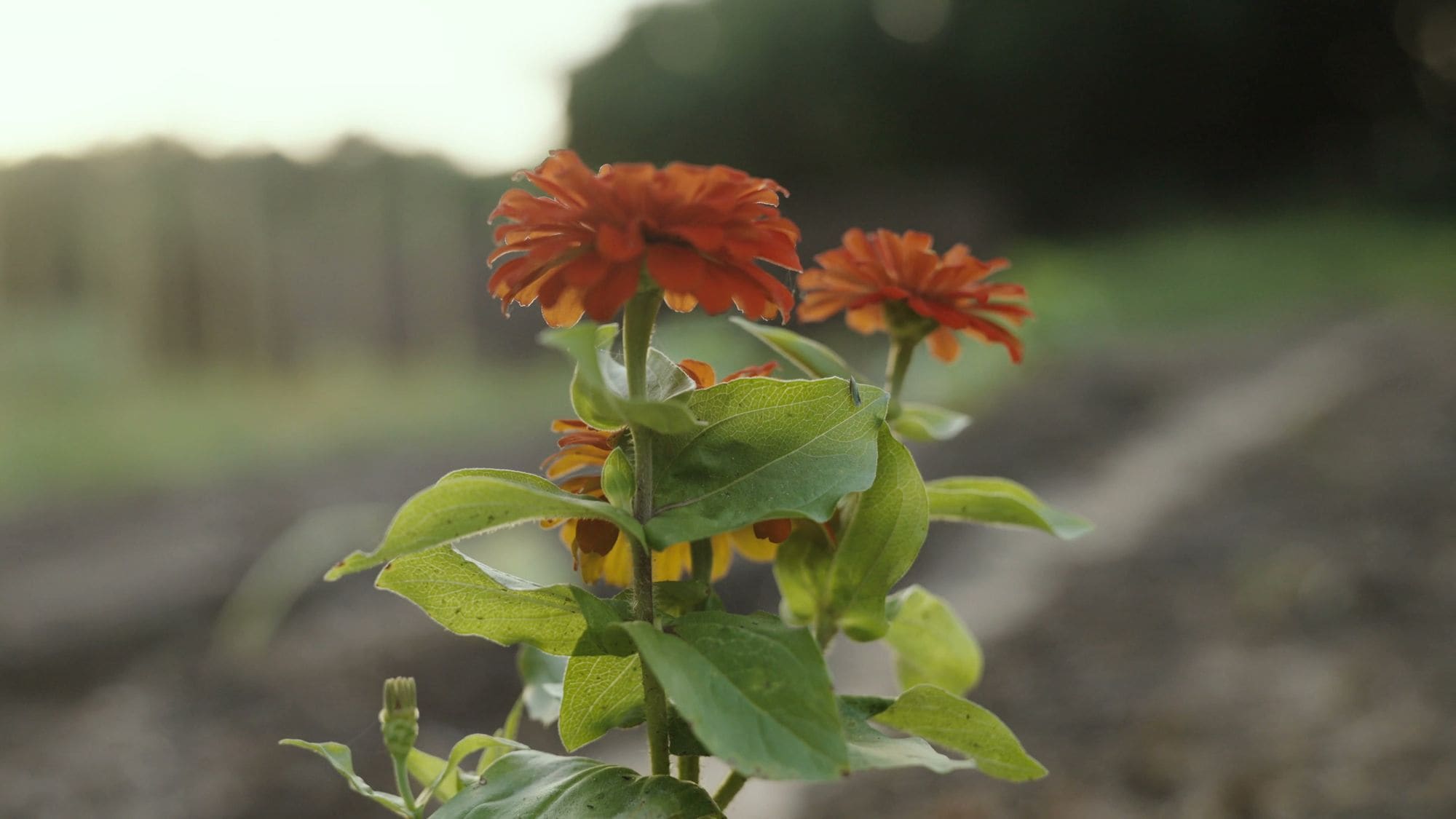 An orange zinnia blooming in the garden