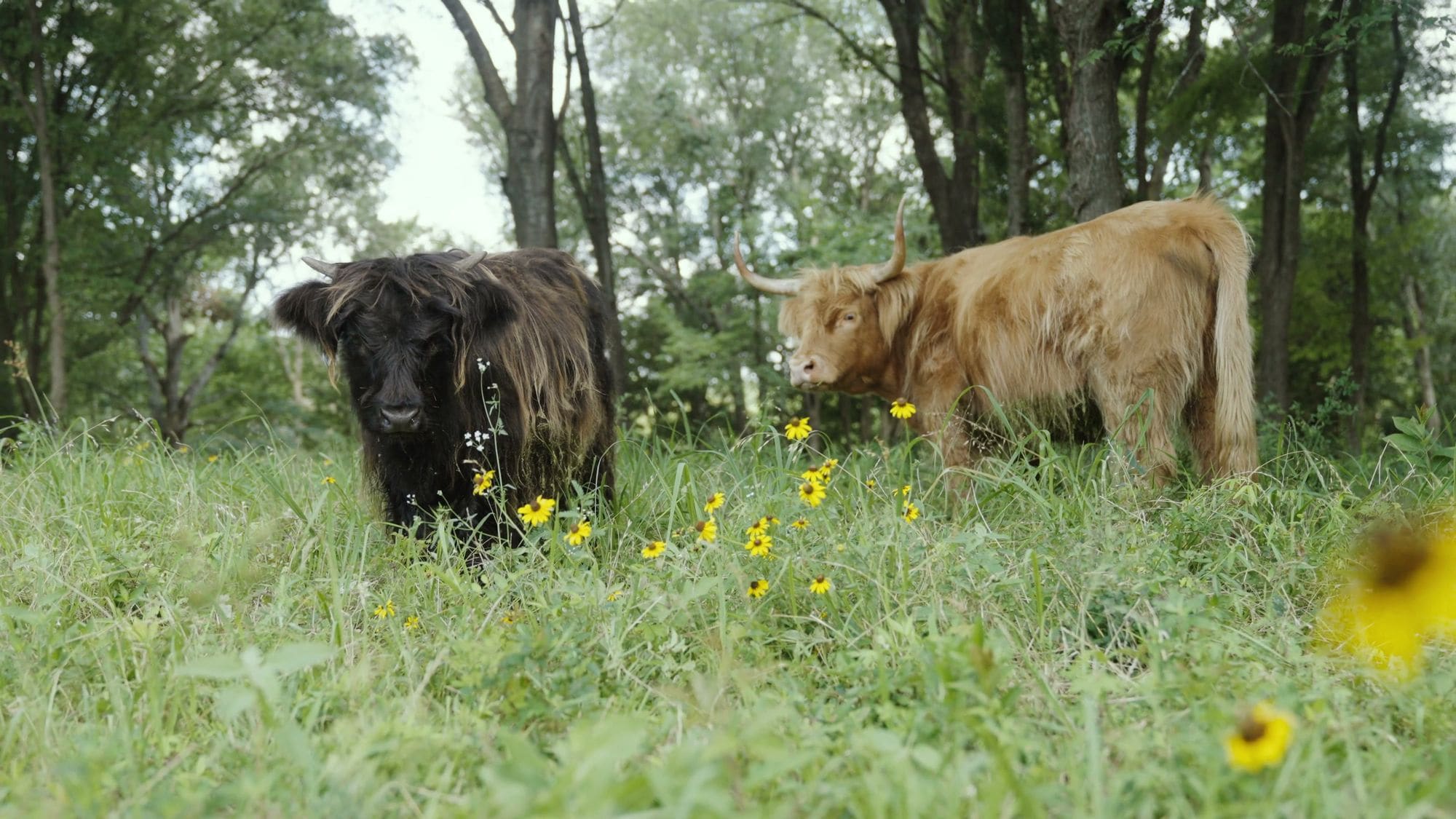 Two Highland cattle grazing in the wildflowers