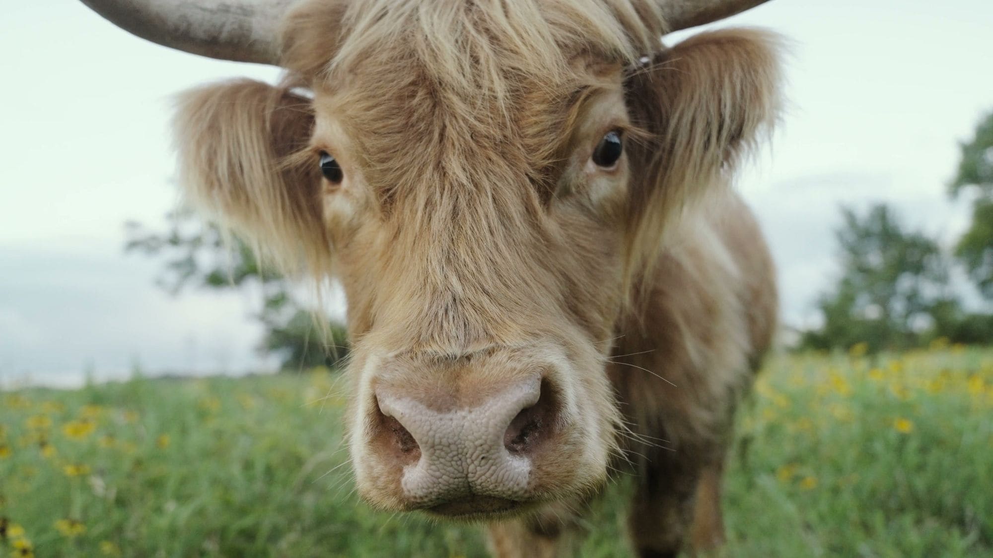Close-up of a Highland cow’s face with long fringe and horns