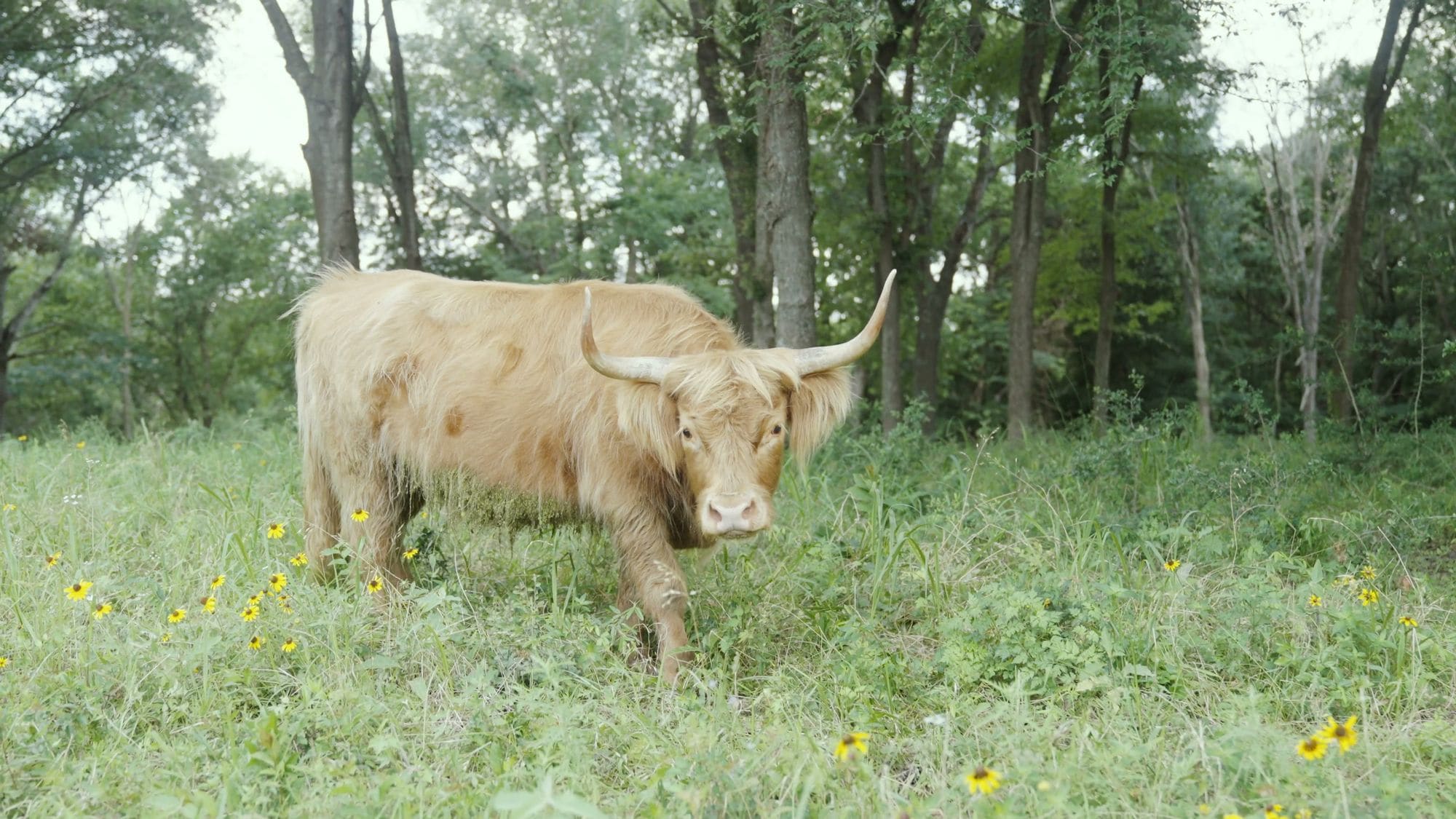 A golden Highland cow standing in the pasture among wildflowers