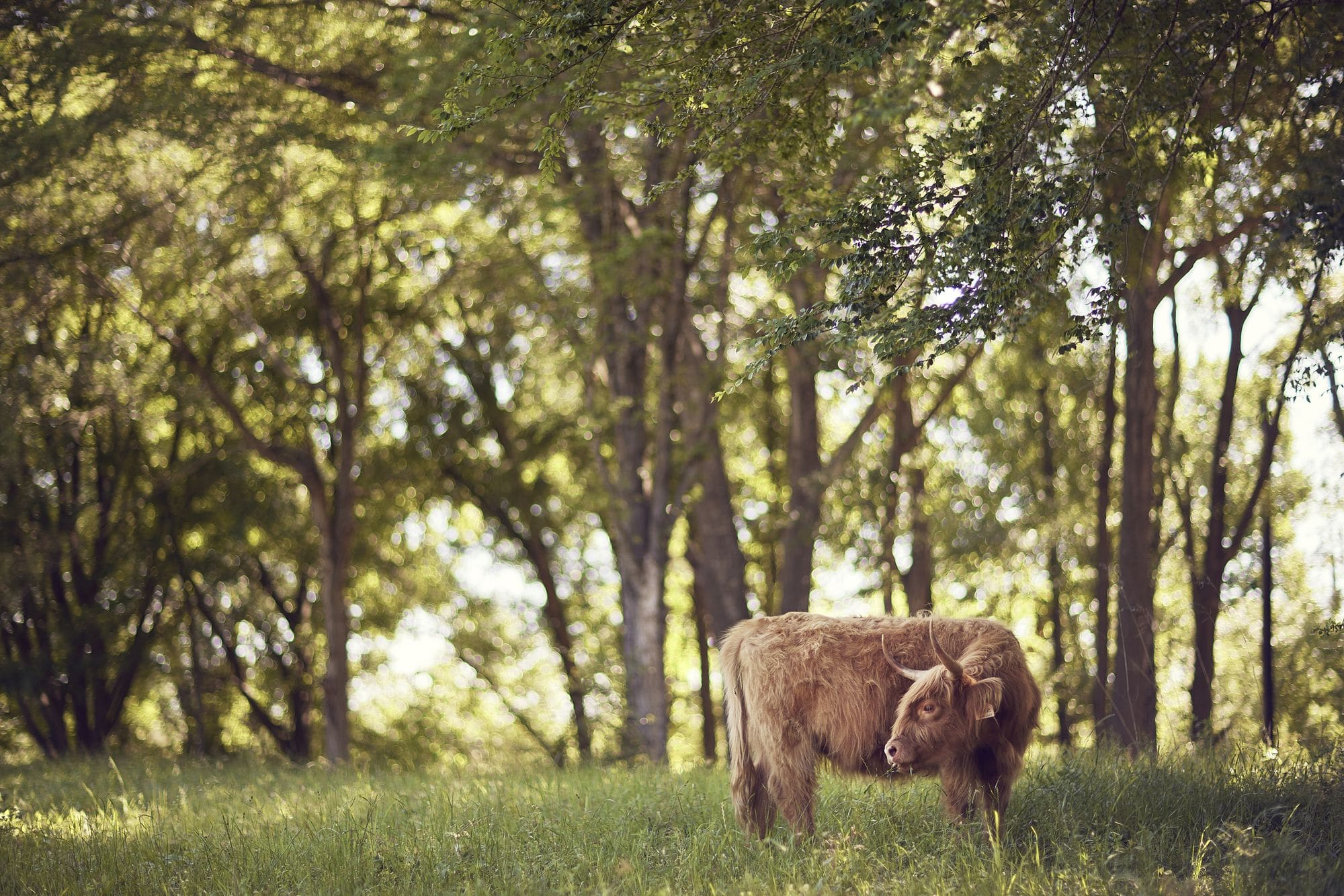 A Highland cow grazing in the shade of the oak trees