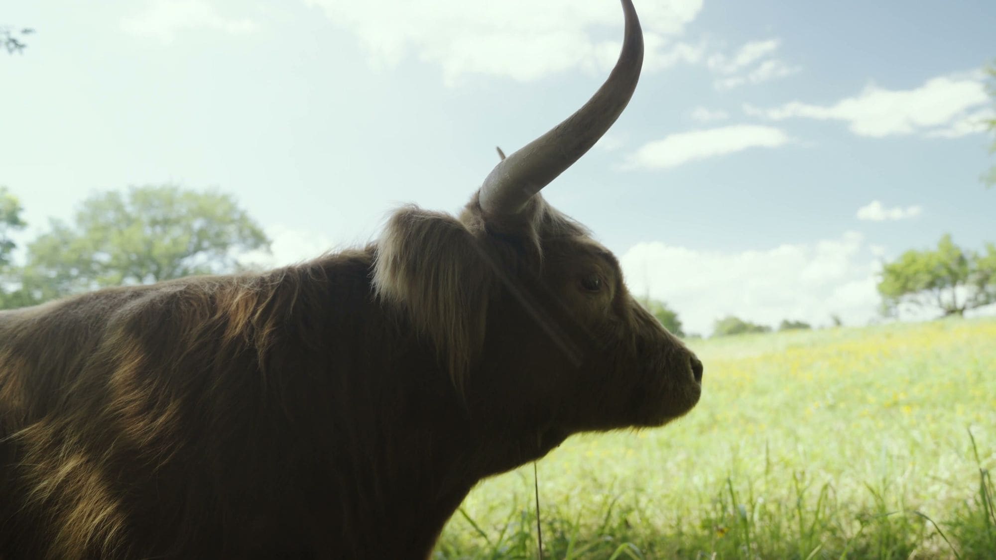 A black Highland cow in profile against the sky