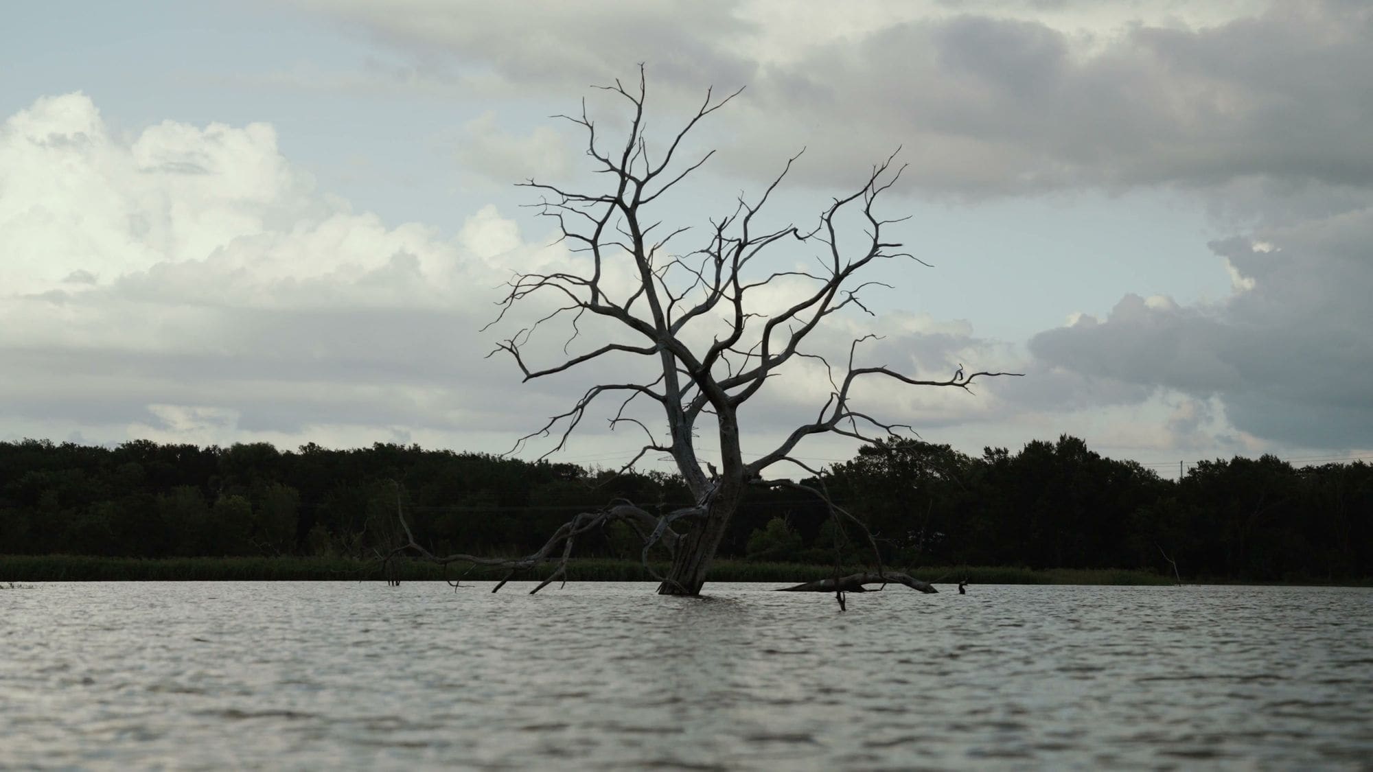 A bare tree standing in the lake under a soft sky