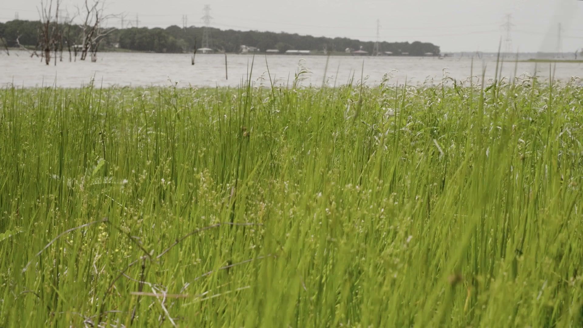 Tall green grass along the lakeshore