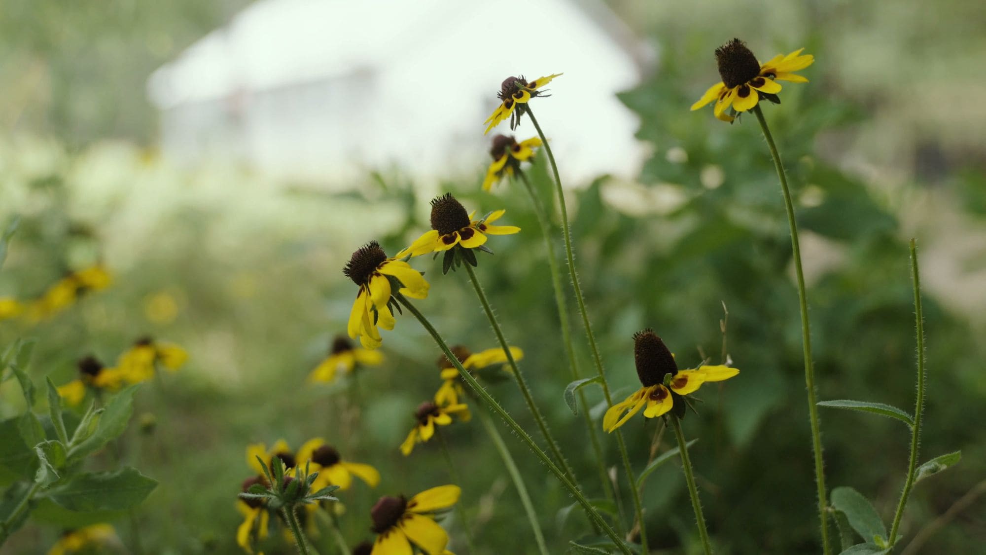Black-eyed Susans with the barn beyond