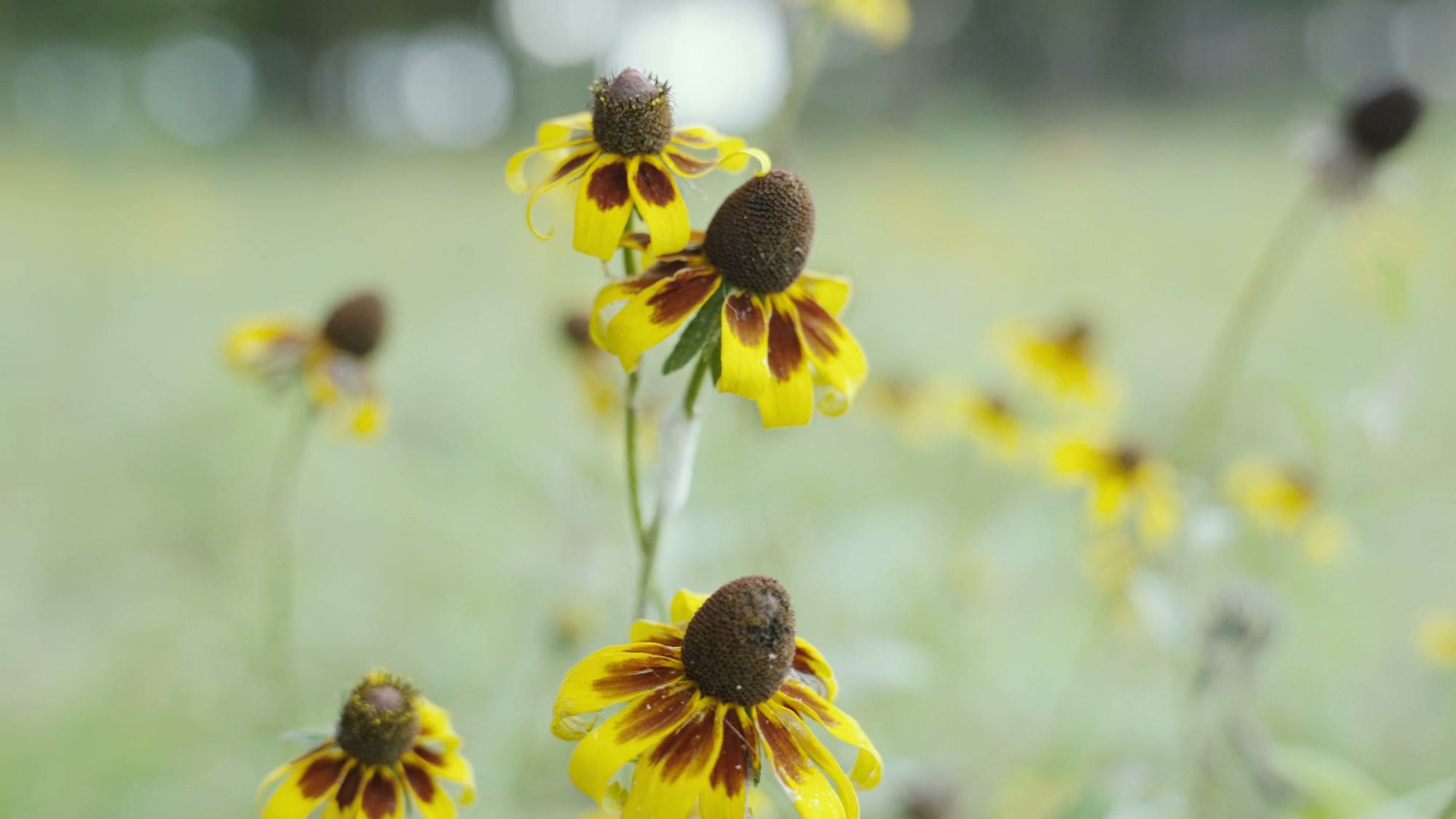 Black-eyed Susans in the meadow