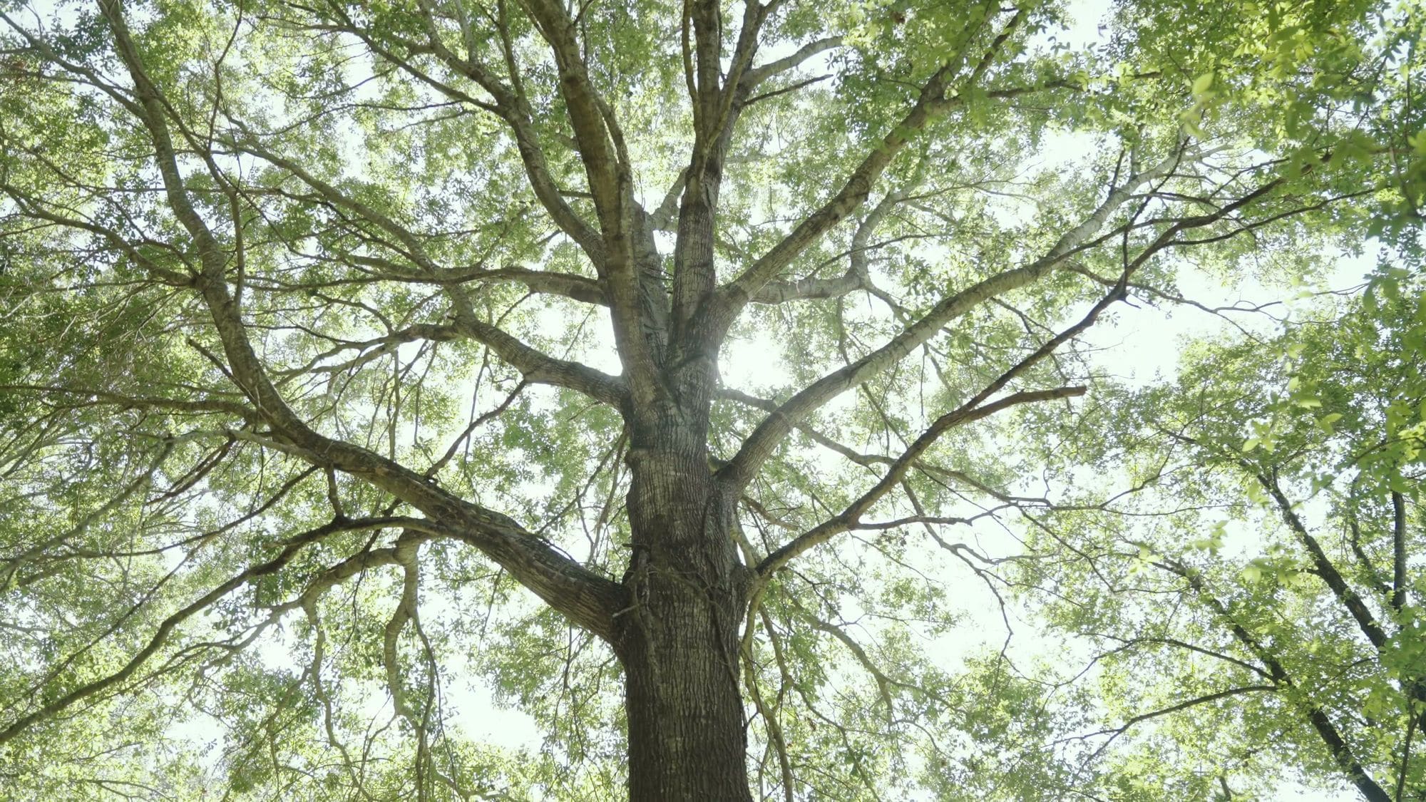 Looking up into the canopy of a large oak
