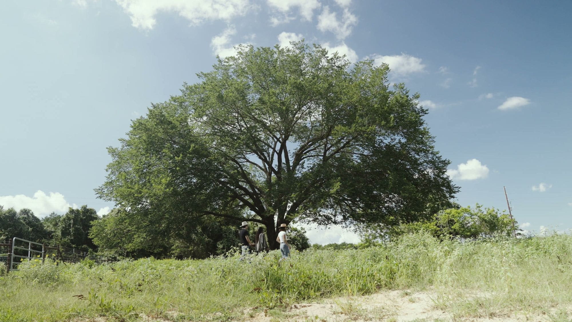 A broad oak tree in the pasture under a blue sky