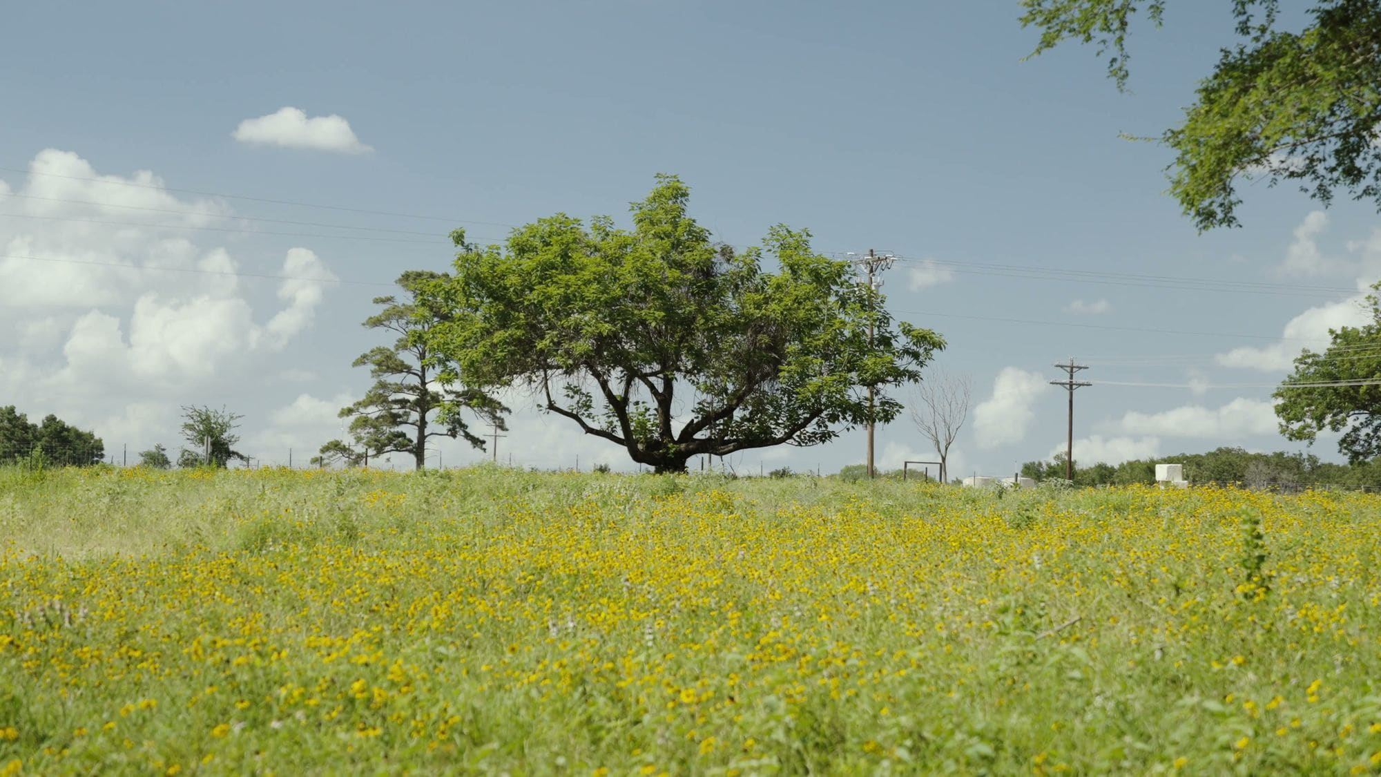 A lone tree in a field of yellow wildflowers