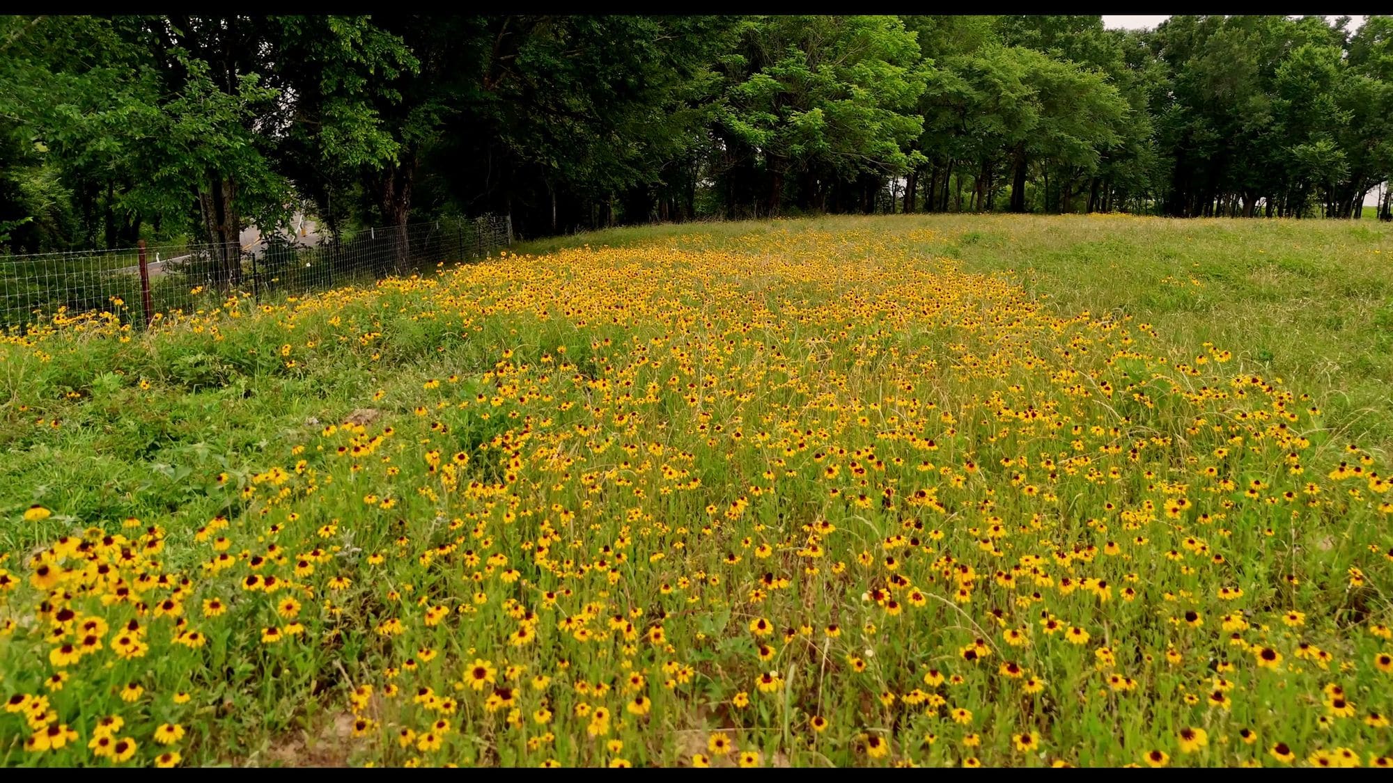 A meadow of yellow wildflowers edged by trees